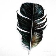 crow feathers for sale