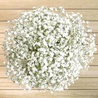 babys breath for sale
