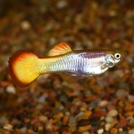 tropical fish guppies for sale