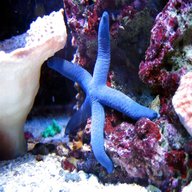 starfish for sale