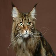 maine coon for sale