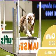 flyball for sale