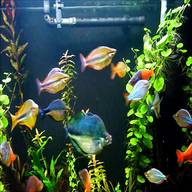 rainbowfish for sale