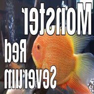 severum for sale