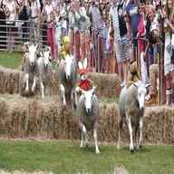 sheep race for sale