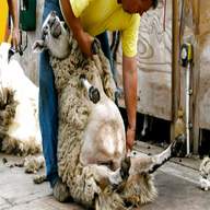 sheep shearing for sale