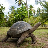 aldabra giant tortoises for sale