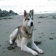 northern inuit for sale