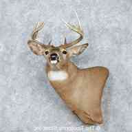 taxidermy mount for sale