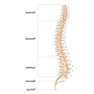 spine for sale