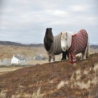 shetland wool for sale