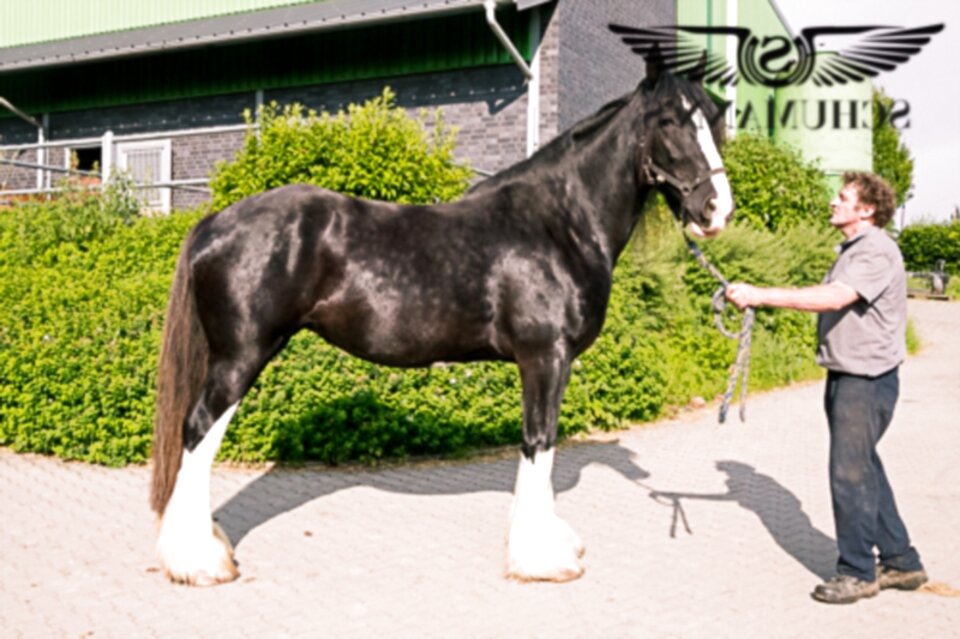 Papo Black Shire Horse Figure Multicolor 51517
