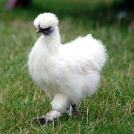 silkies for sale