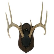 mounted deer antlers for sale