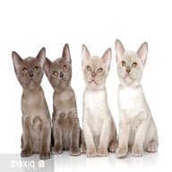 burmese kittens for sale